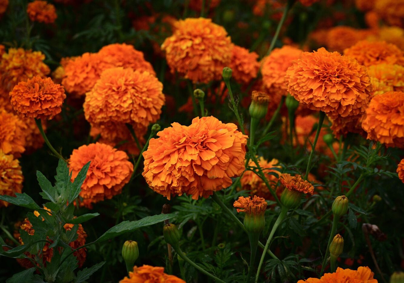 Orange marigolds growing as companion plants in a garden
